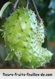 Fleurs-Fruits-Feuilles de annona muricata