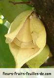 Fleurs de annona muricata