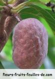 Fleurs-Fruits-Feuilles de annona reticulata