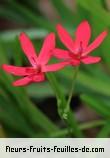 Fleurs-Fruits-Feuilles de anomatheca laxa