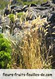 Feuilles de anthoxanthum odoratum