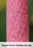 Fleurs de anthurium crystallinum