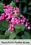 Fleurs-Fruits-Feuilles de antigonon leptopus