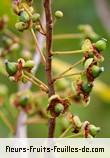 Fruit de aphloia theiformis