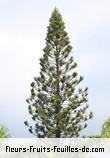 Fleurs-Fruits-Feuilles de araucaria columnaris