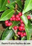 Fleurs-Fruits-Feuilles de ardisia crenata