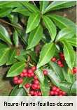 Fruit de ardisia crenata