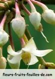 Fleurs de ardisia crenata