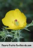 Fleurs-Fruits-Feuilles de argemona mexicana