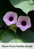 Fleurs-Fruits-Feuilles de argyreia nervosa