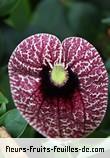 Fleurs-Fruits-Feuilles de aristolochia elegans