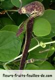 Fleurs-Fruits-Feuilles de aristolochia ringens