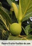 Fruit de artocarpus altilis_non_seminifera