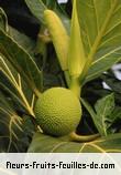 Fleurs-Fruits-Feuilles de artocarpus altilis_non_seminifera