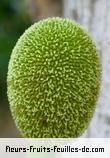 Fleurs de artocarpus heterophyllus