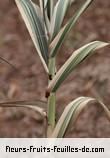 Fleurs-Fruits-Feuilles de arundo donax_variegata