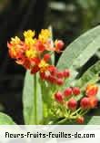 Fleurs-Fruits-Feuilles de asclepias curassavica