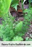 Fleurs-Fruits-Feuilles de asparagus densiflorus_meyeri