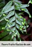 Fleurs-Fruits-Feuilles de asplenium daucifolium