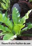 Fleurs-Fruits-Feuilles de asplenium nidus