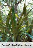 Feuilles de astelia hemichrysa