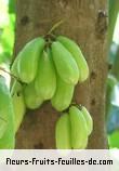 Fruit de averrhoa bilimbi