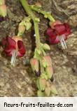 Fleurs de averrhoa bilimbi