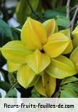 Fruit de averrhoa carambola
