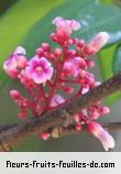 Fleurs de averrhoa carambola