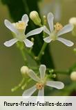 Fleurs de azadirachta indica
