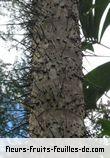 Fleurs-Fruits-Feuilles de bactris gassipaes