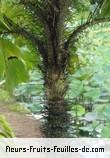 Feuilles de bactris gassipaes