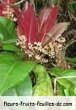 Fleurs de badula borbonica