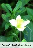 Fleurs de barleria prionitis