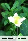 Fleurs-Fruits-Feuilles de barleria prionitis