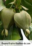 Fruit de barringtonia asiatica