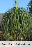 Feuilles de beaucarnea recurvata