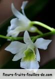 Fleurs-Fruits-Feuilles de beclardia macrostachya