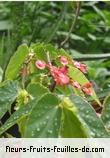 Feuilles de begonia corallina