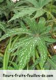 Feuilles de begonia diadema