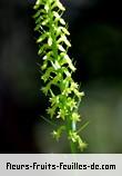 Fleurs-Fruits-Feuilles de benthamia nigrescens