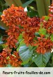 Fleurs-Fruits-Feuilles de berrya cordifolia