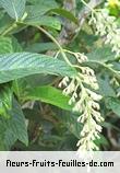 Fleurs-Fruits-Feuilles de bertiera rufa