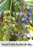 fruits de bertiera rufa