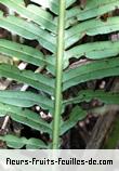 Feuilles de blechnum attenuatum