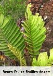 Feuilles de blechnum tabulare