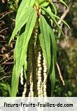 Feuilles de boehmeria penduliflora