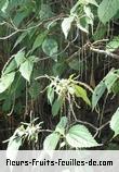 Fleurs-Fruits-Feuilles de boehmeria species