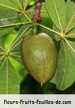 Fleurs-Fruits-Feuilles de bombacopsis glabra