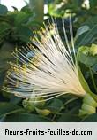Fleurs de bombacopsis glabra